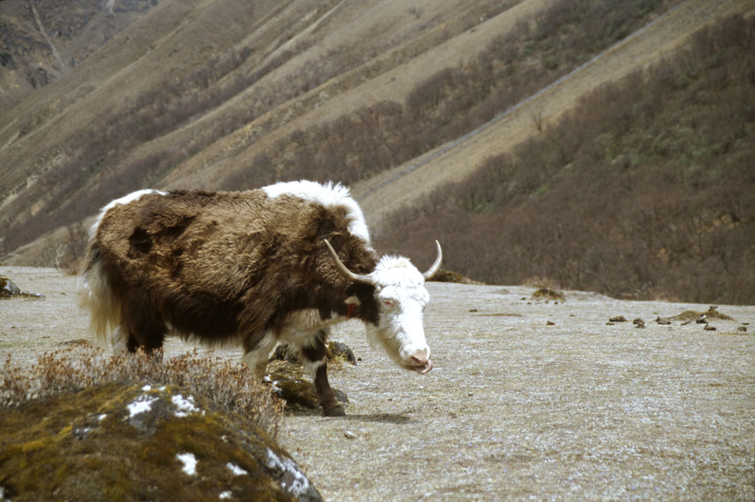 b_356m trek3.jpg - Népal - Kathmandou, Bodnath un yak
